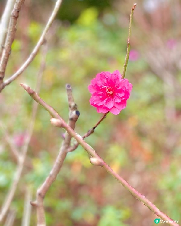 隱匿山間的小眾絕美寺廟，新年祈福好去處