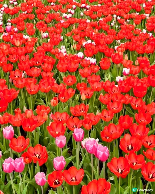 🌷深圳隱世莫奈花園🌷附最佳觀賞時間及交通詳情‼️