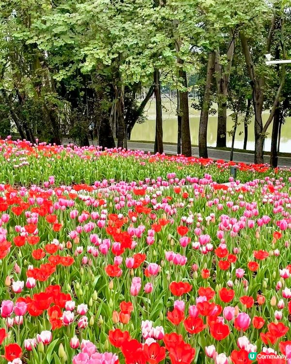 🌷深圳隱世莫奈花園🌷附最佳觀賞時間及交通詳情‼️