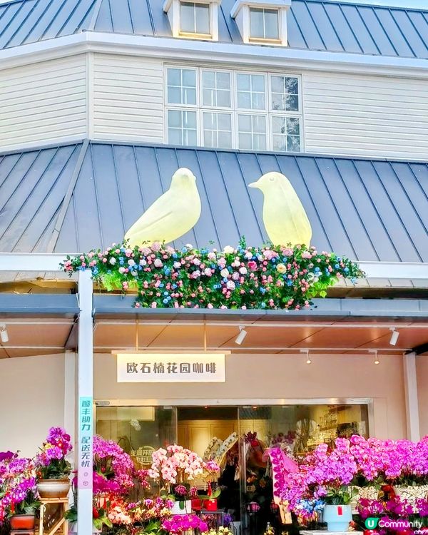 🌷深圳隱世莫奈花園🌷附最佳觀賞時間及交通詳情‼️