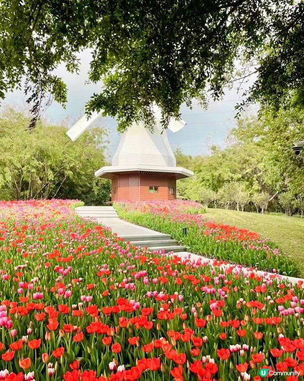 🌷深圳隱世莫奈花園🌷附最佳觀賞時間及交通詳情‼️