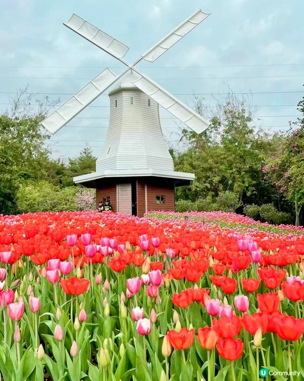 🌷深圳隱世莫奈花園🌷附最佳觀賞時間及交通詳情‼️