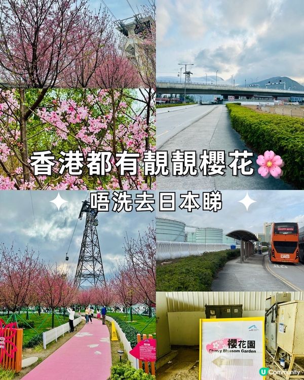 唔洗去日本都有靚靚櫻花睇🌸