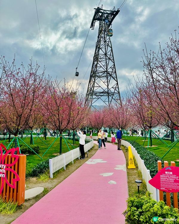 唔洗去日本都有靚靚櫻花睇🌸