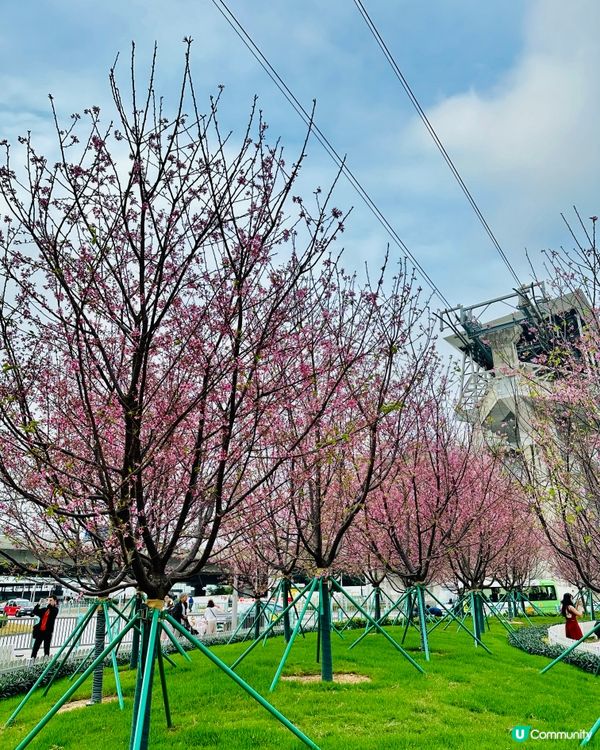 唔洗去日本都有靚靚櫻花睇🌸