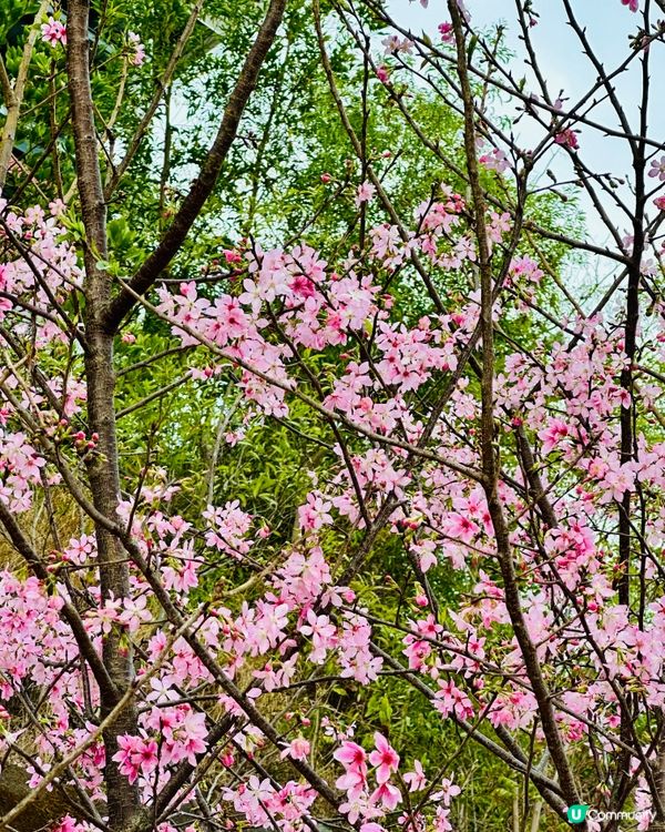 唔洗去日本都有靚靚櫻花睇🌸