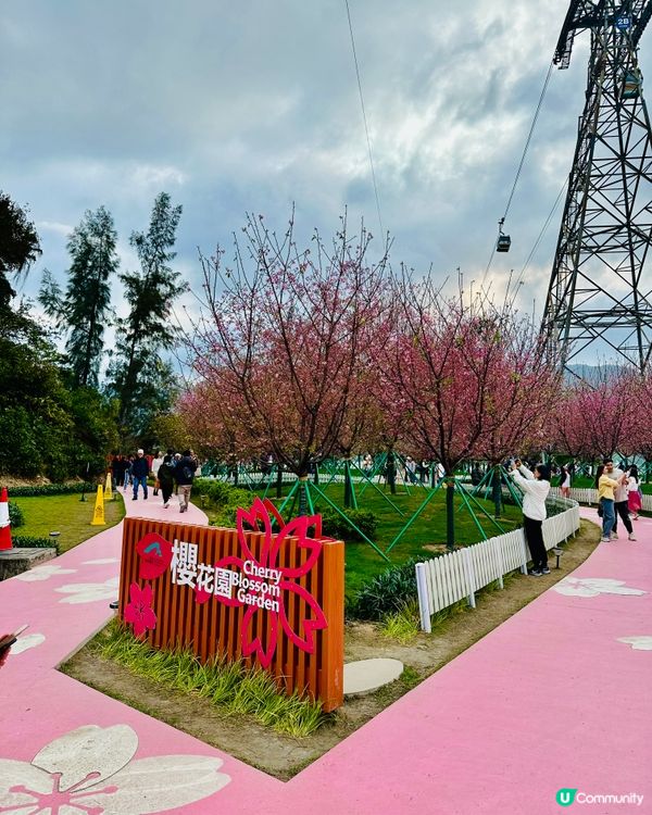 唔洗去日本都有靚靚櫻花睇🌸
