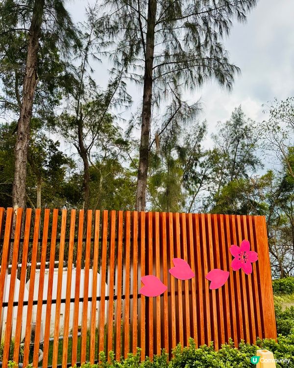 唔洗去日本都有靚靚櫻花睇🌸