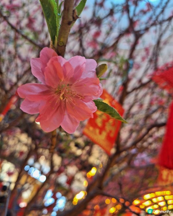 新年肥媽扮李小龍
