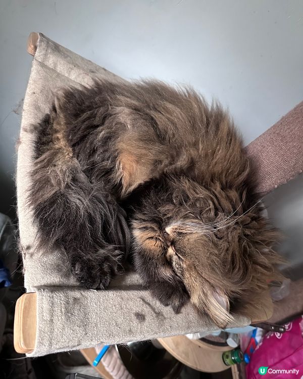 主子要睡別吵我