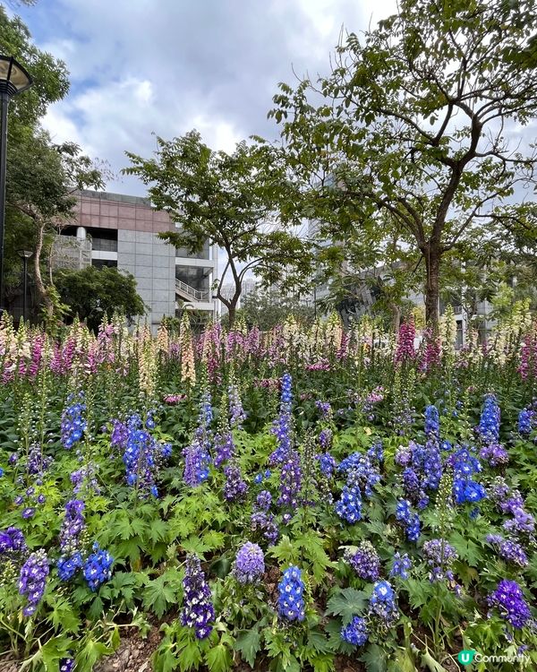 🌺🌸🌼春天到啦🌻🌹🌷