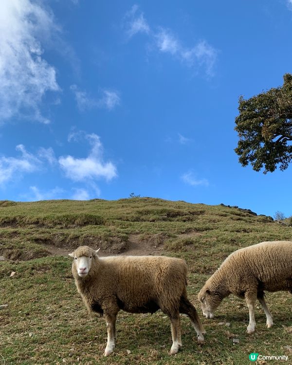 清清草地清境遊