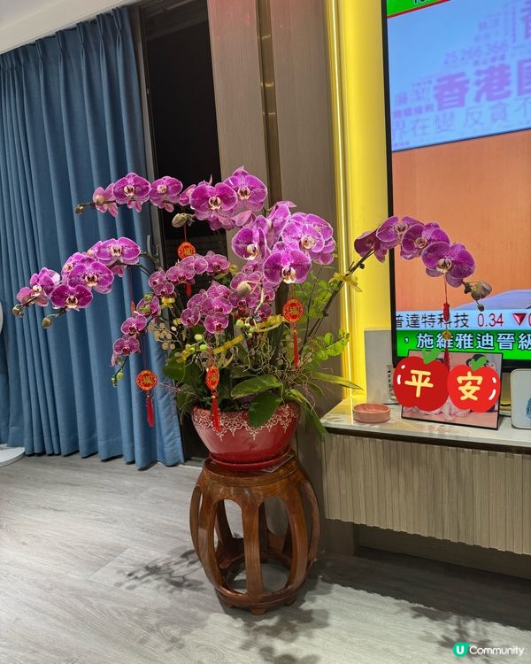 蘭花真美💕
