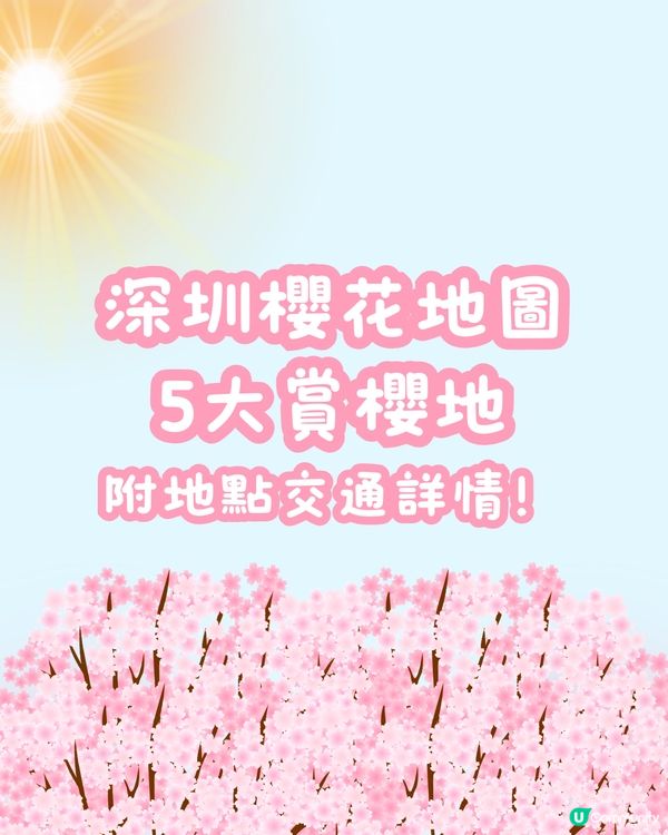 🌸深圳櫻花地圖 5大賞櫻地🌸