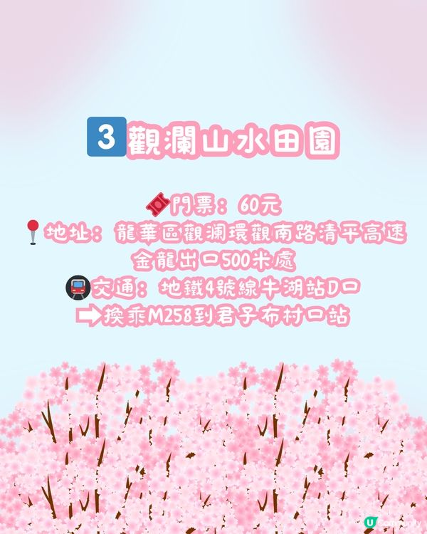 🌸深圳櫻花地圖 5大賞櫻地🌸