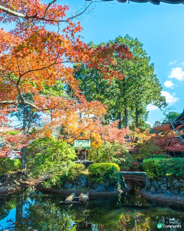 京都親子遊｜連小朋友都愛上賞紅葉🍁