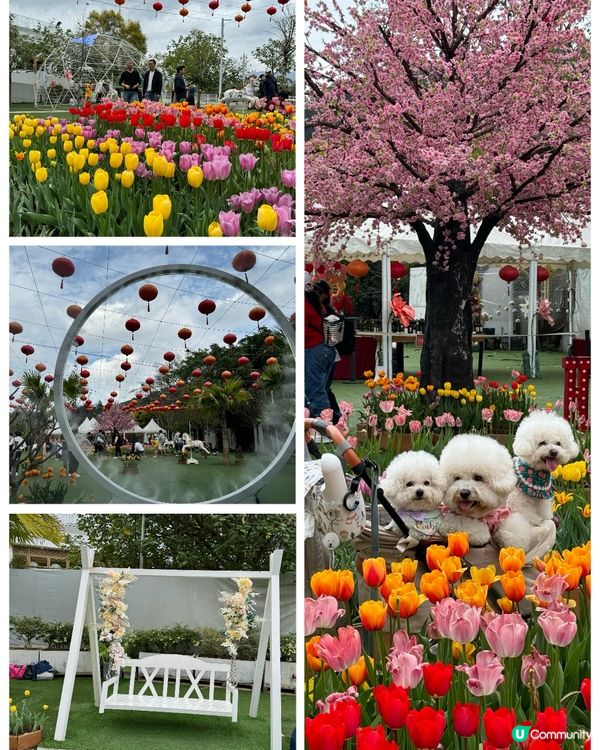 又來到大埔小白鷺互動中心，今次去中餐廳「金鷺湖Le Vow ...