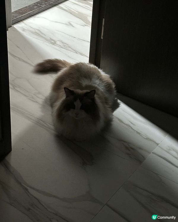 黑暗的小貓🐱
