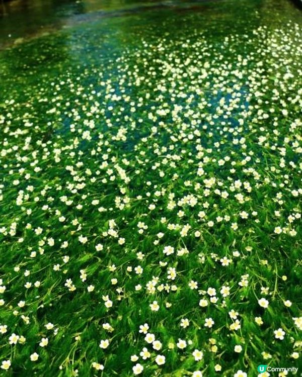 滋賀・米原市的醒ヶ井