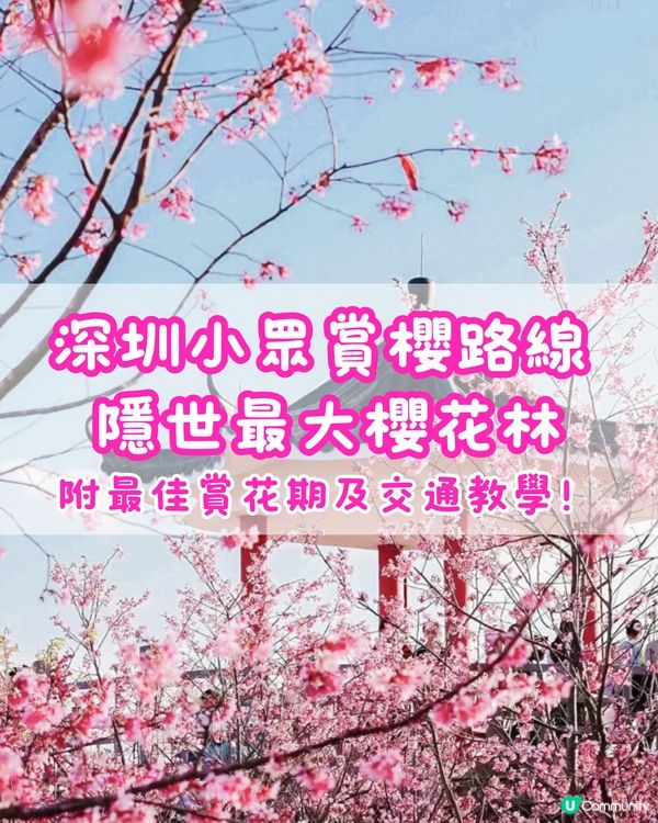 🌸小眾賞櫻路線 深圳隱世最大櫻花林🌸