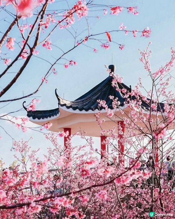 🌸小眾賞櫻路線 深圳隱世最大櫻花林🌸