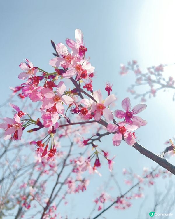 🌸小眾賞櫻路線 深圳隱世最大櫻花林🌸
