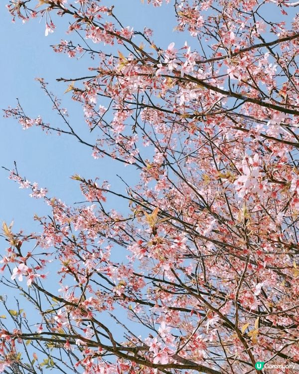 🌸小眾賞櫻路線 深圳隱世最大櫻花林🌸