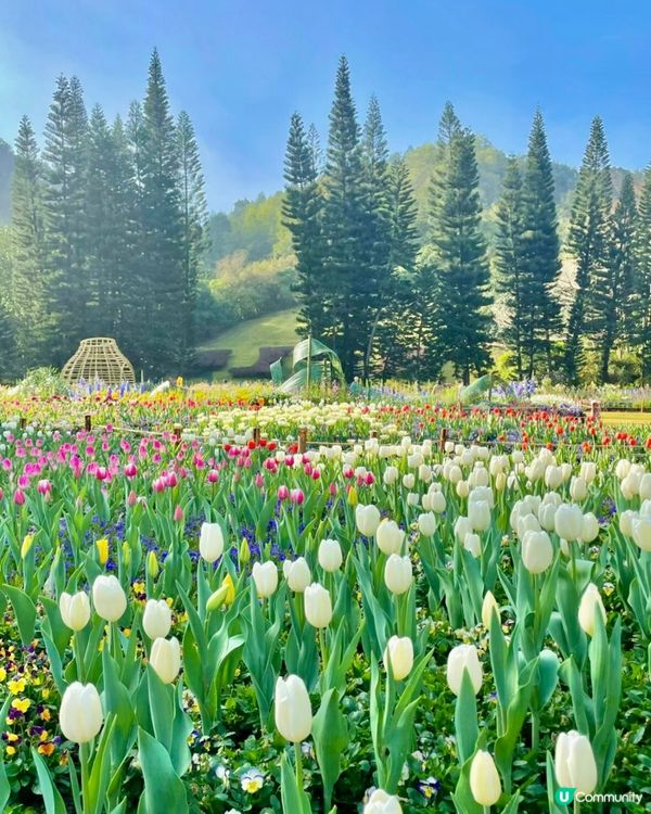 ‼️最後3日🌷深圳花展延期結束 大型鬱金香花海🌷