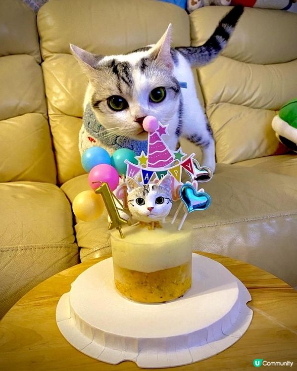 可愛貓兒的生日派對🥳🐱🎂