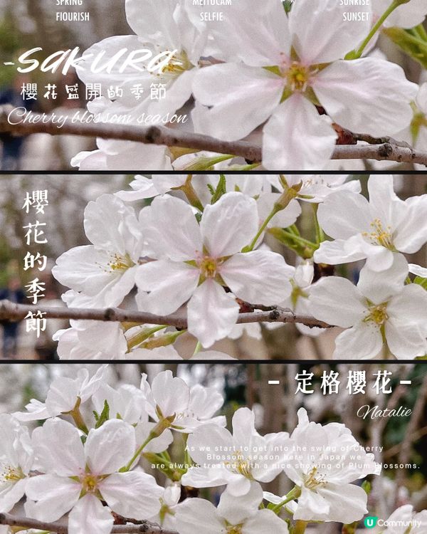 😊櫻花