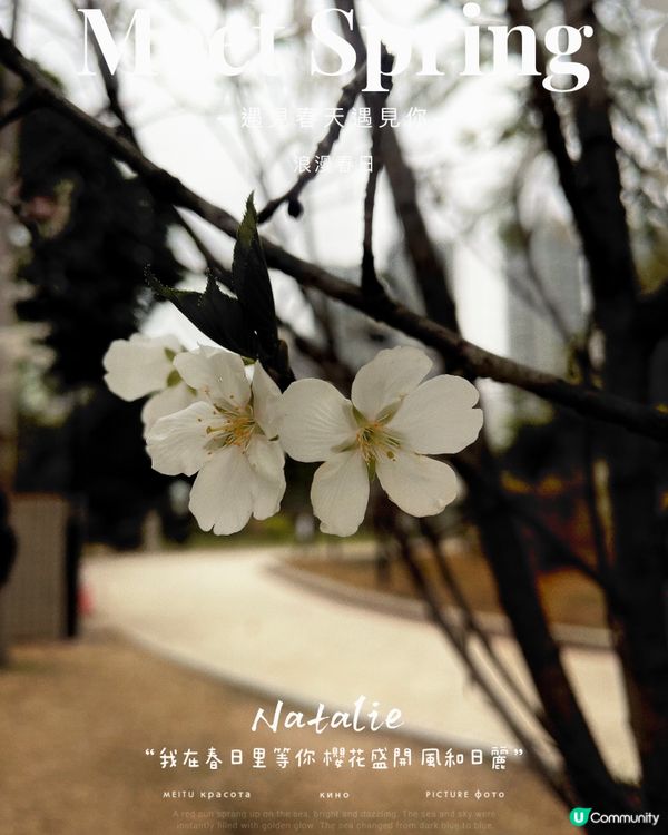 😊櫻花