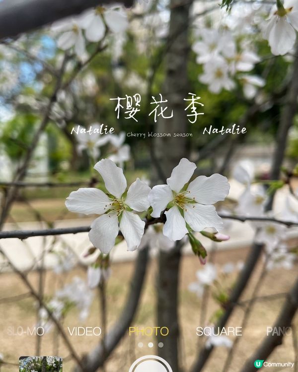😊櫻花