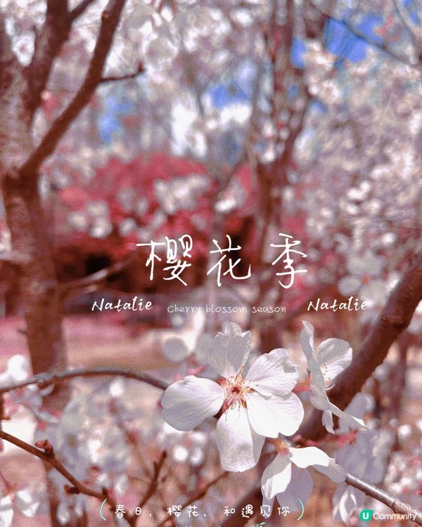 😊櫻花