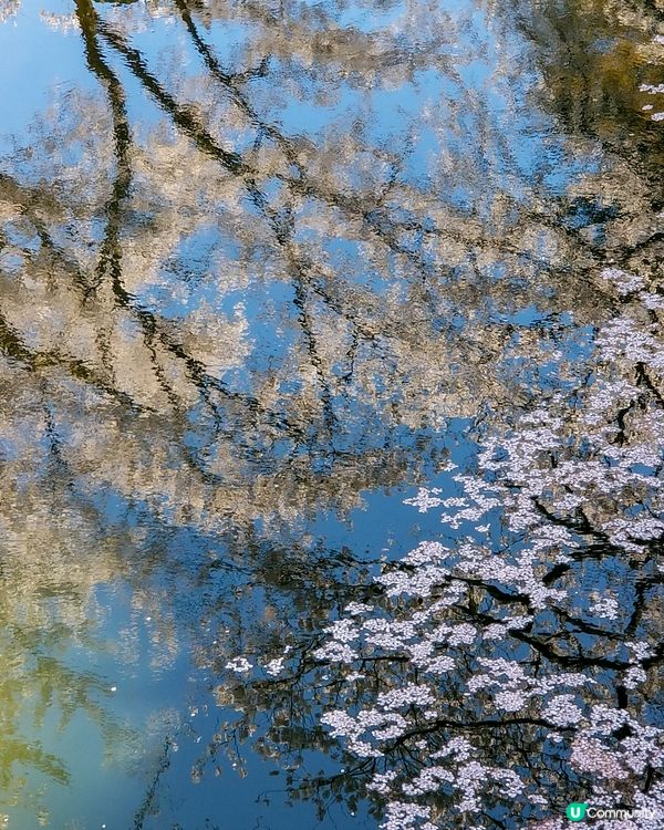 日本櫻花
