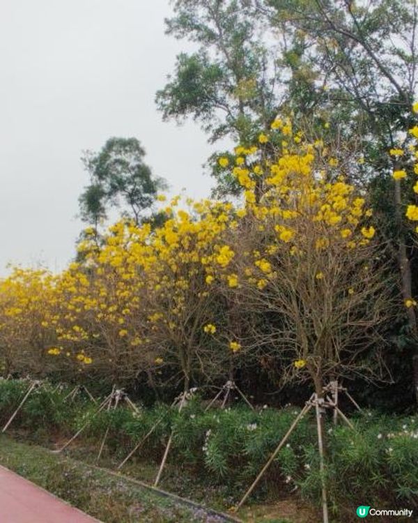 黃花風鈴木@機場風鈴徑