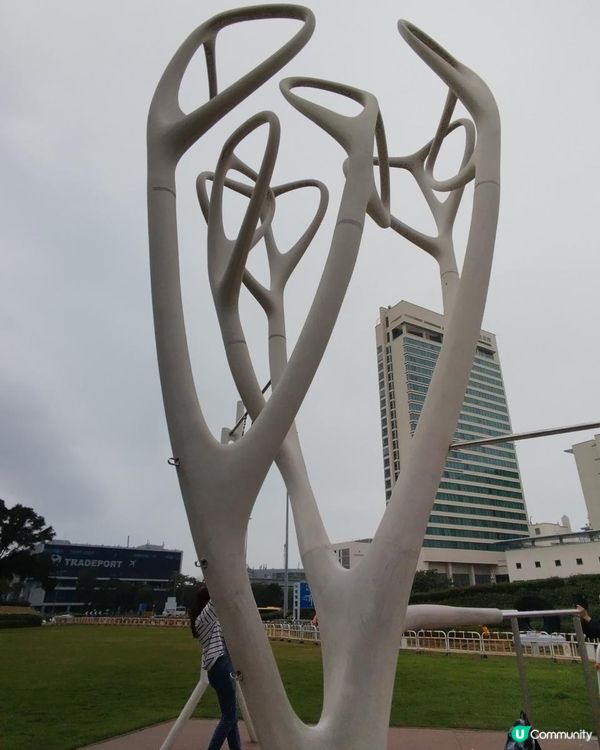 黃花風鈴木@機場風鈴徑