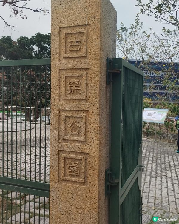 黃花風鈴木@機場風鈴徑