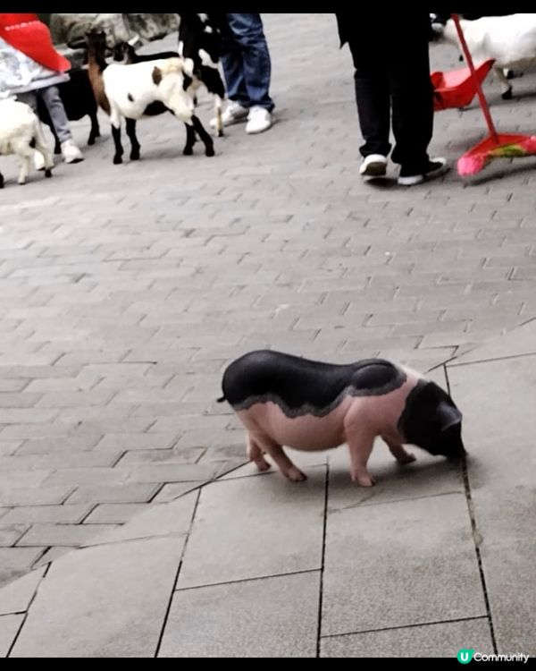 窩窩萌寵森友會