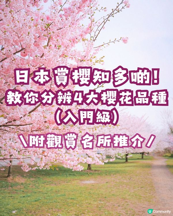 日本賞櫻入門級🌸教你分辨4大品種😎附觀賞名所推介✨