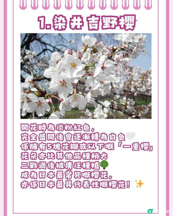 日本賞櫻2024入門級🌸教你分辨4大品種😎附觀賞名所推介✨