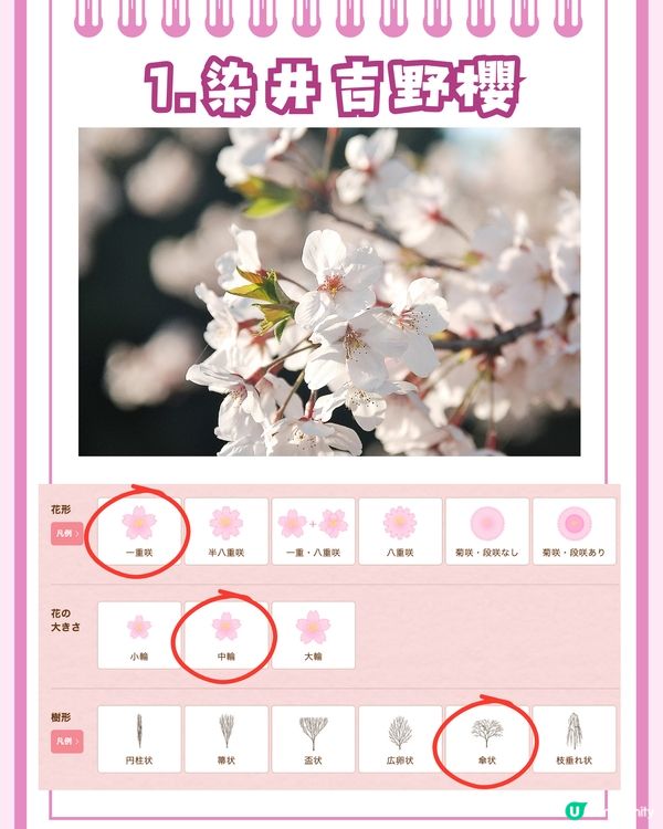 日本賞櫻入門級🌸教你分辨4大品種😎附觀賞名所推介✨
