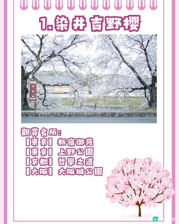 日本賞櫻入門級🌸教你分辨4大品種😎附觀賞名所推介✨