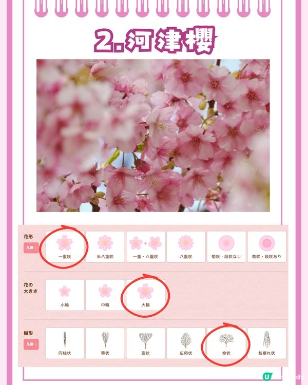 日本賞櫻入門級🌸教你分辨4大品種😎附觀賞名所推介✨