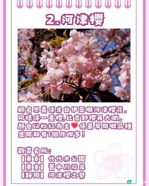 日本賞櫻入門級🌸教你分辨4大品種😎附觀賞名所推介✨