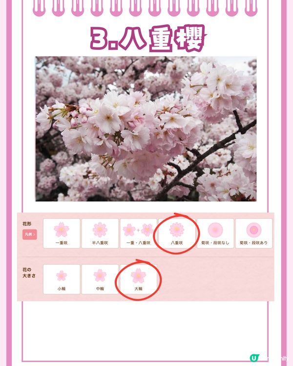 日本賞櫻入門級🌸教你分辨4大品種😎附觀賞名所推介✨