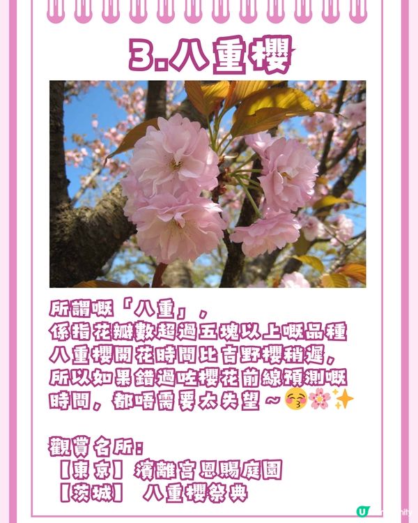 日本賞櫻入門級🌸教你分辨4大品種😎附觀賞名所推介✨