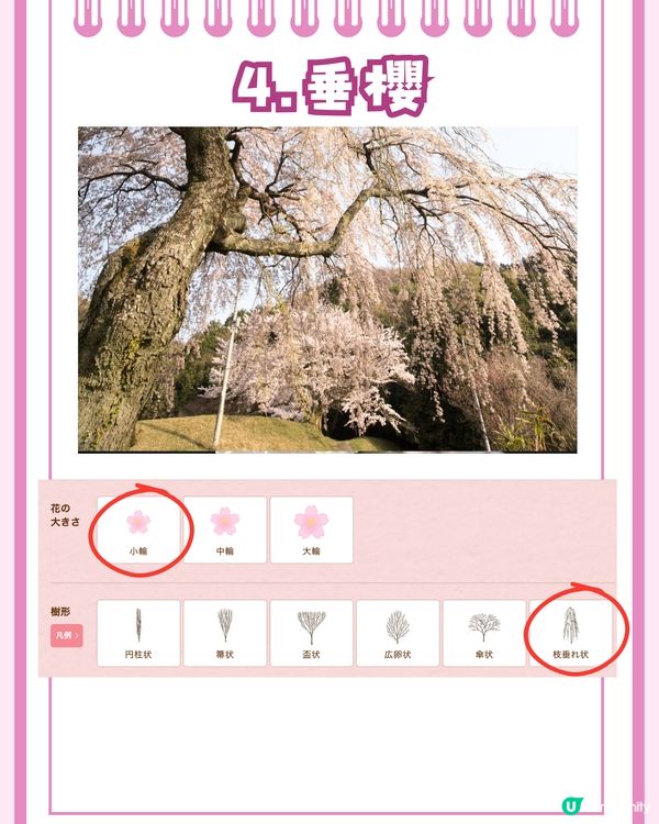 日本賞櫻入門級🌸教你分辨4大品種😎附觀賞名所推介✨