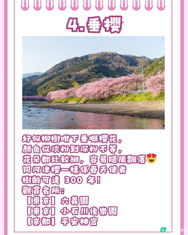 日本賞櫻入門級🌸教你分辨4大品種😎附觀賞名所推介✨