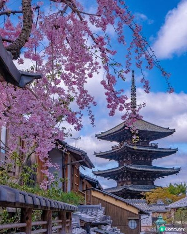 櫻花與八坂塔
