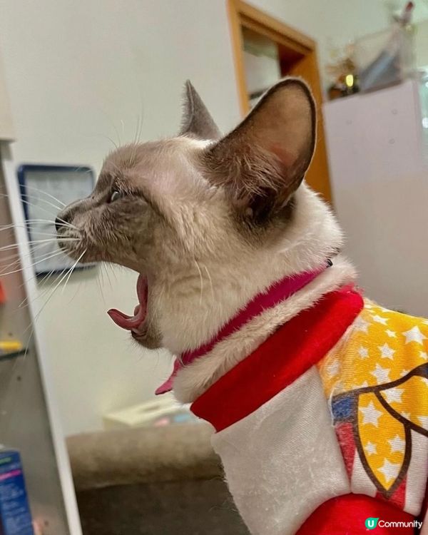 劈大個口做咩啊？